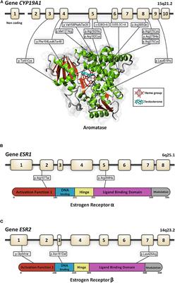 Estrogens in Human Male Gonadotropin Secretion and Testicular Physiology From Infancy to Late Puberty